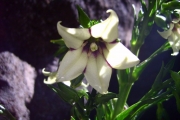 <strong>Campanulaceae - Heterochaenia rivalsii - Badré & Cadet</strong><br />© Perroud Annaïg