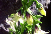 <strong>Campanulaceae - Heterochaenia rivalsii - Badré & Cadet</strong><br />© Perroud Annaïg