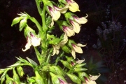 <strong>Campanulaceae - Heterochaenia rivalsii - Badré & Cadet</strong><br />© Perroud Annaïg