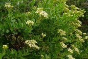 <strong>Asteraceae - Hubertia ambavilla - Bory</strong><br />© Sarrailh Jean-Michel / CIRAD