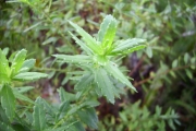 <strong>Asteraceae - Hubertia ambavilla - Bory</strong><br />© Perroud Annaïg