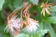 <strong>Asteraceae - Hubertia ambavilla - Bory</strong><br />© Perroud Annaïg
