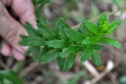 <strong>Asteraceae - Hubertia ambavilla - Bory</strong><br />© Sarrailh Jean-Michel / CIRAD