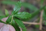 <strong>Asteraceae - Hubertia ambavilla - Bory</strong><br />© Sarrailh Jean-Michel / CIRAD