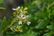 <strong>Asteraceae - Hubertia ambavilla - Bory</strong><br />© Sarrailh Jean-Michel / CIRAD