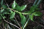 <strong>Asteraceae - Hubertia multifoliosa - (Klatt) C.Jeffrey</strong><br />© Métro Patrick