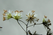 <strong>Asteraceae - Hubertia multifoliosa - (Klatt) C.Jeffrey</strong><br />© Sarrailh Jean-Michel / CIRAD