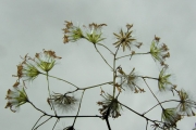 <strong>Asteraceae - Hubertia multifoliosa - (Klatt) C.Jeffrey</strong><br />© Sarrailh Jean-Michel / CIRAD