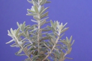 <strong>Asteraceae - Hubertia tomentosa - Bory</strong><br />© Sarrailh Jean-Michel / CIRAD