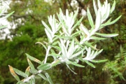 <strong>Asteraceae - Hubertia tomentosa - Bory</strong><br />© Sarrailh Jean-Michel / CIRAD