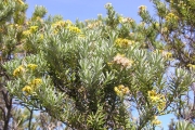 <strong>Asteraceae - Hubertia tomentosa - Bory</strong><br />© Sarrailh Jean-Michel / CIRAD
