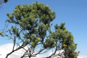 <strong>Asteraceae - Hubertia tomentosa - Bory</strong><br />© Sarrailh Jean-Michel / CIRAD