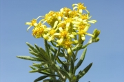 <strong>Asteraceae - Hubertia tomentosa - Bory</strong><br />© Sarrailh Jean-Michel / CIRAD