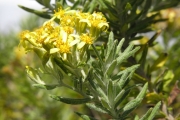 <strong>Asteraceae - Hubertia tomentosa - Bory</strong><br />© Sarrailh Jean-Michel / CIRAD