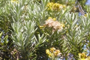 <strong>Asteraceae - Hubertia tomentosa - Bory</strong><br />© Sarrailh Jean-Michel / CIRAD