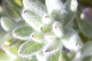 <strong>Asteraceae - Hubertia tomentosa - Bory</strong><br />© Perroud Annaïg