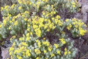 <strong>Asteraceae - Hubertia tomentosa - Bory</strong><br />© Perroud Annaïg