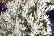<strong>Asteraceae - Hubertia tomentosa - Bory</strong><br />© Perroud Annaïg