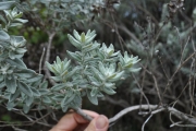 <strong>Asteraceae - Hubertia tomentosa - Bory</strong><br />© Sarrailh Jean-Michel / CIRAD