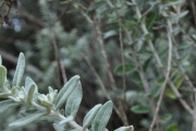 <strong>Asteraceae - Hubertia tomentosa - Bory</strong><br />© Sarrailh Jean-Michel / CIRAD