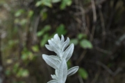<strong>Asteraceae - Hubertia tomentosa - Bory</strong><br />© Sarrailh Jean-Michel / CIRAD