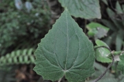<strong>Asteraceae - Humbertacalia tomentosa - (Lam.) C.Jeffrey</strong><br />© Sarrailh Jean-Michel / CIRAD
