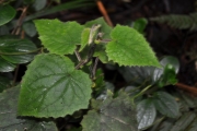 <strong>Asteraceae - Humbertacalia tomentosa - (Lam.) C.Jeffrey</strong><br />© Sarrailh Jean-Michel / CIRAD