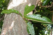 <strong>Linaceae - Hugonia serrata - Lam.</strong><br />© Sarrailh Jean-Michel / CIRAD