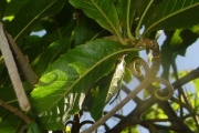 <strong>Linaceae - Hugonia serrata - Lam.</strong><br />© Sarrailh Jean-Michel / CIRAD