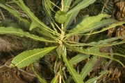 <strong>Linaceae - Hugonia serrata - Lam.</strong><br />© Rochat Jacques