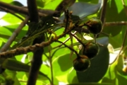 <strong>Linaceae - Hugonia serrata - Lam.</strong><br />© Sarrailh Jean-Michel / CIRAD
