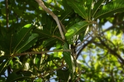 <strong>Linaceae - Hugonia serrata - Lam.</strong><br />© Sarrailh Jean-Michel / CIRAD