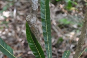 <strong>Linaceae - Hugonia serrata - Lam.</strong><br />© Sarrailh Jean-Michel / CIRAD