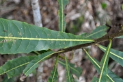 <strong>Linaceae - Hugonia serrata - Lam.</strong><br />© Sarrailh Jean-Michel / CIRAD