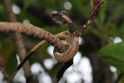<strong>Linaceae - Hugonia serrata - Lam.</strong><br />© Sarrailh Jean-Michel / CIRAD