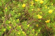 <strong>Hypericaceae - Hypericum lanceolatum - Lam.</strong><br />© Sarrailh Jean-Michel / CIRAD