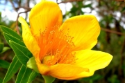 <strong>Hypericaceae - Hypericum lanceolatum - Lam.</strong><br />© Sarrailh Jean-Michel / CIRAD