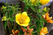 <strong>Hypericaceae - Hypericum lanceolatum - Lam.</strong><br />© Sarrailh Jean-Michel / CIRAD