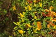 <strong>Hypericaceae - Hypericum lanceolatum - Lam.</strong><br />© Sarrailh Jean-Michel / CIRAD