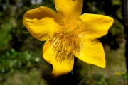 <strong>Hypericaceae - Hypericum lanceolatum - Lam.</strong><br />© Sarrailh Jean-Michel / CIRAD
