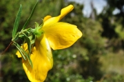<strong>Hypericaceae - Hypericum lanceolatum - Lam.</strong><br />© Sarrailh Jean-Michel / CIRAD