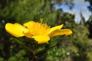 <strong>Hypericaceae - Hypericum lanceolatum - Lam.</strong><br />© Sarrailh Jean-Michel / CIRAD
