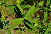 <strong>Hypericaceae - Hypericum lanceolatum - Lam.</strong><br />© Sarrailh Jean-Michel / CIRAD