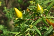 <strong>Hypericaceae - Hypericum lanceolatum - Lam.</strong><br />© Sarrailh Jean-Michel / CIRAD
