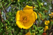 <strong>Hypericaceae - Hypericum lanceolatum - Lam.</strong><br />© Sarrailh Jean-Michel / CIRAD