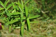 <strong>Hypericaceae - Hypericum lanceolatum - Lam.</strong><br />© Sarrailh Jean-Michel / CIRAD