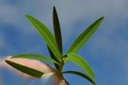 <strong>Hypericaceae - Hypericum lanceolatum - Lam.</strong><br />© Sarrailh Jean-Michel / CIRAD