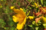 <strong>Hypericaceae - Hypericum lanceolatum - Lam.</strong><br />© Sarrailh Jean-Michel / CIRAD