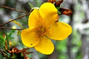 <strong>Hypericaceae - Hypericum lanceolatum - Lam.</strong><br />© Sarrailh Jean-Michel / CIRAD