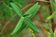 <strong>Hypericaceae - Hypericum lanceolatum - Lam.</strong><br />© Sarrailh Jean-Michel / CIRAD
